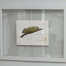 Theresa - Silk Moth painting